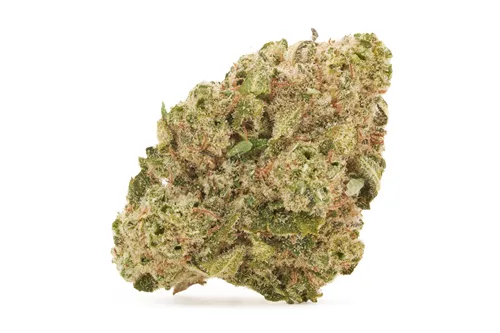 LA Pop Star - The Loud Plug - Dried Flower