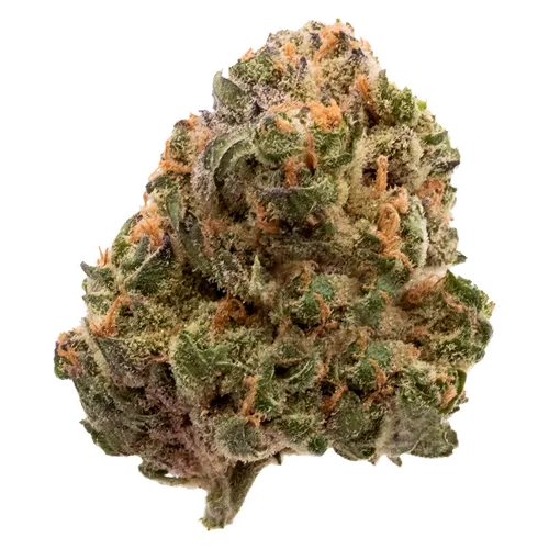 Product image of Garlic Truffle - FIGR - Dried Flower