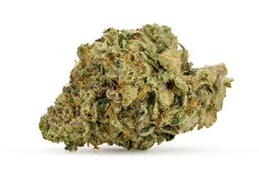 Product image of Dark Rainbow Craft Flower - Woody Nelson - Dried Flower