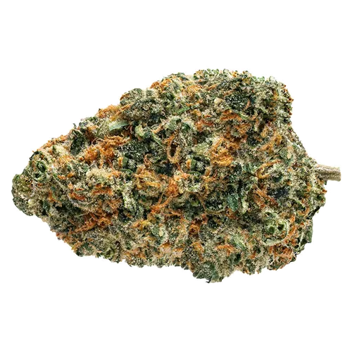 Product image of Biscotti Squeeze - Soar - Dried Flower