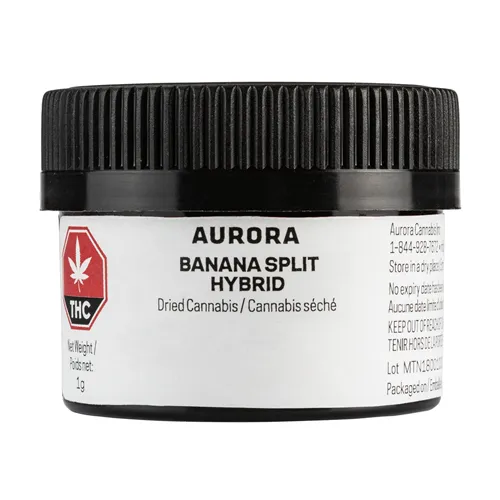 Banana Split - Aurora - Dried Flower