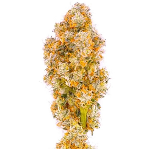 Product image of Galactic Cake - Greencraft Cannabis - Dried Flower