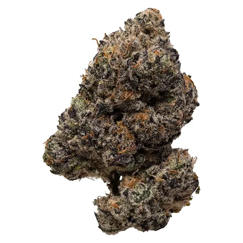 Pink Rockstar - Pistol and Paris - Dried Flower