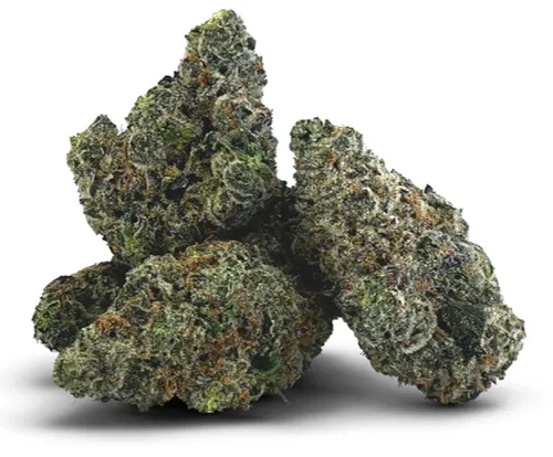 Gravity - BC 1/4 - Dried Flower