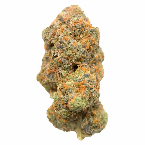 LCP - Cultures Chloris - Dried Flower