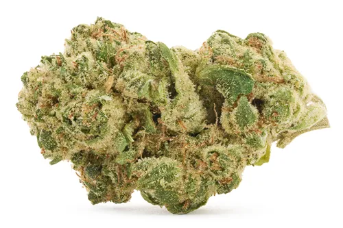 Biscotti Squeeze - Soar - Dried Flower