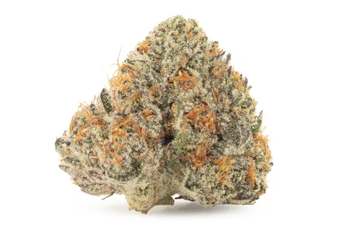 Product image of Maple Blizzard - Cappellano - Dried Flower