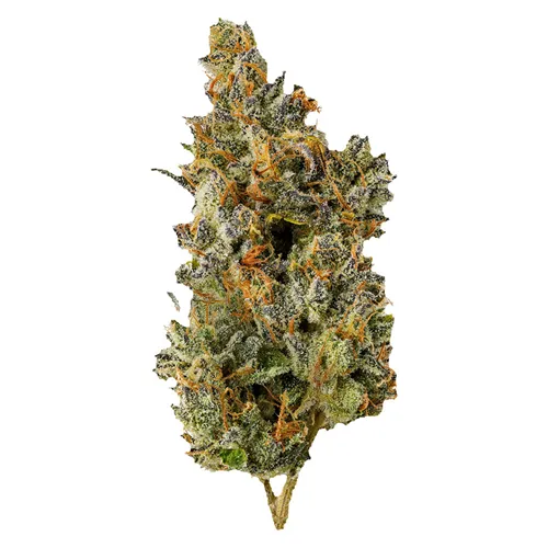 Nakatomi Plaza - Top Leaf - Dried Flower