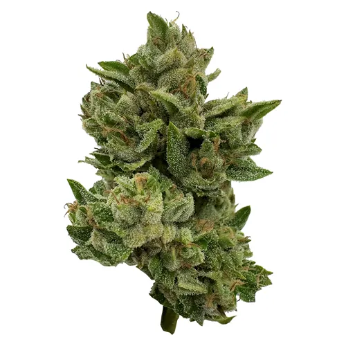 Product image of Pretty Sweet Sativa - Deelish - Dried Flower