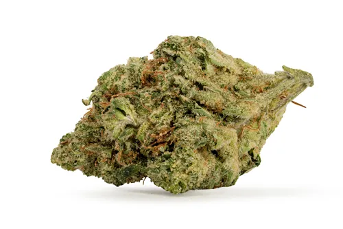 Product image of Green Congo - High Quads - Dried Flower