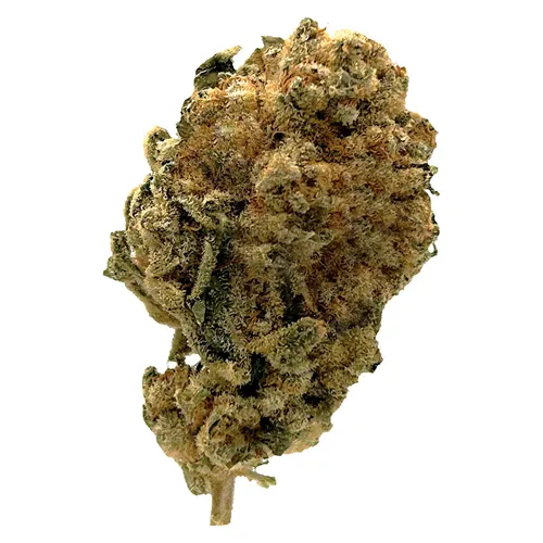 White Widow - Station House - Dried Flower