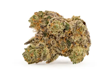 Product image of Raspberry Ice - DEALR - Dried Flower