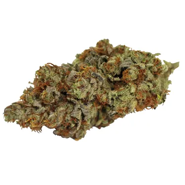 Product image of Tangerine Cookies - Wink - Dried Flower