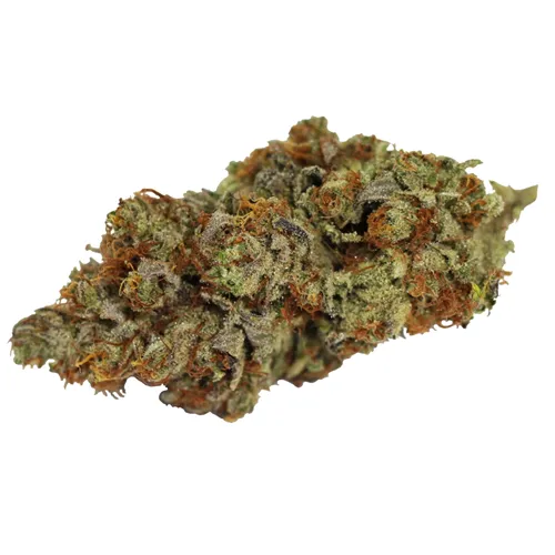 Product image of Tangerine Cookies - Wink - Dried Flower
