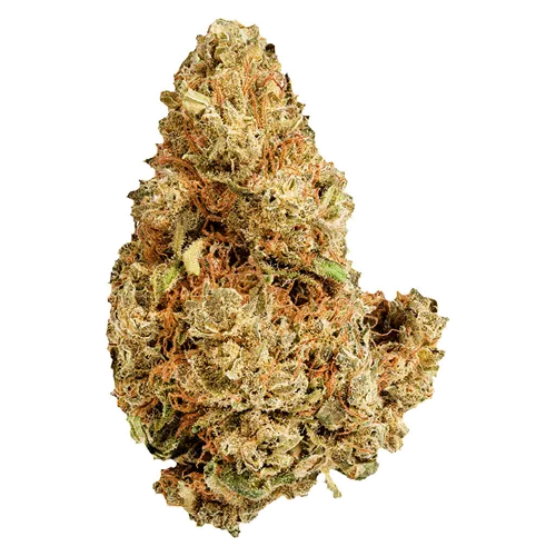 Purple Afghani - Versus - Dried Flower