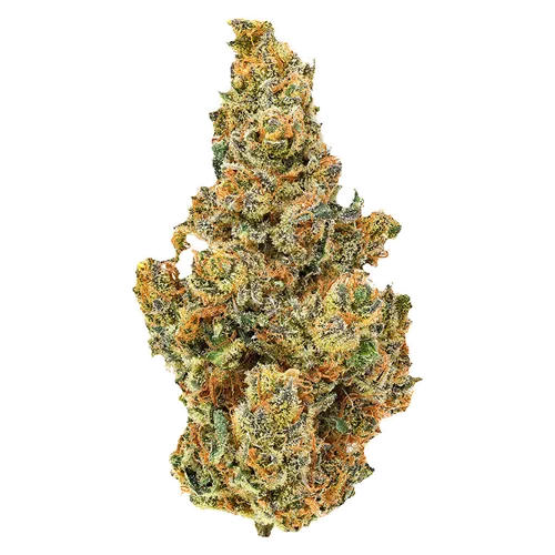Product image of BC Organic Dancehall - Coast Mountain Cannabis - Dried Flower