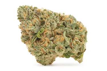 Blue Zushi - Pistol and Paris - Dried Flower