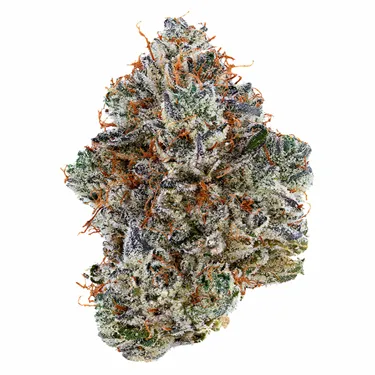Product image of Neon Sunshine - Tribal - Dried Flower