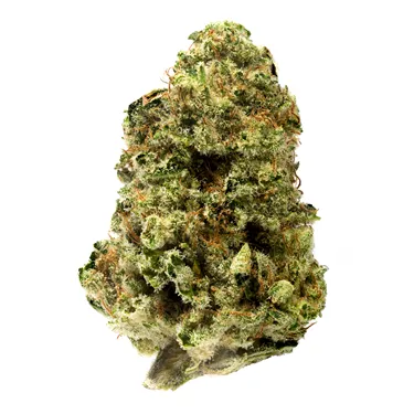 Product image of Jean Guy - 7ACRES - Dried Flower
