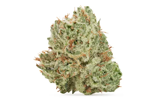 Neon Sunshine - Tribal - Dried Flower