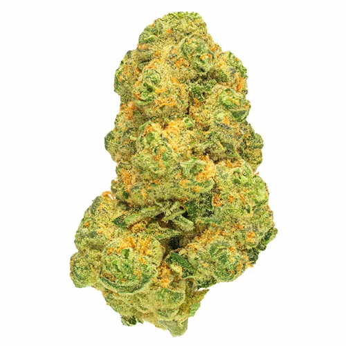 Cosmic Cream - San Rafael '71 - Dried Flower