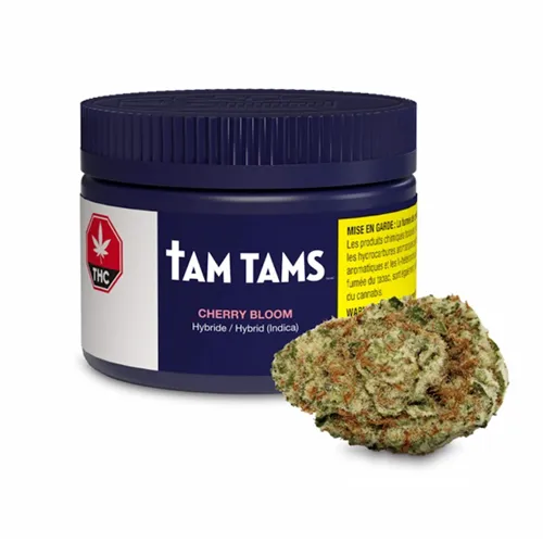 Product image of Cherry Bloom - Tam Tams - Dried Flower