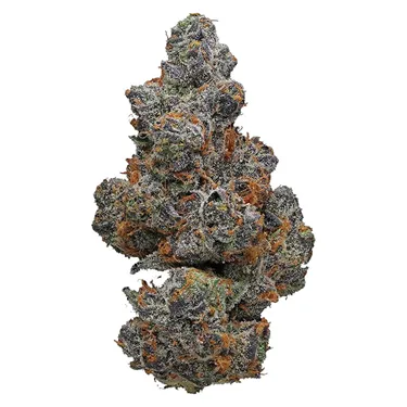 Product image of Apple Fritter - Potluck - Dried Flower
