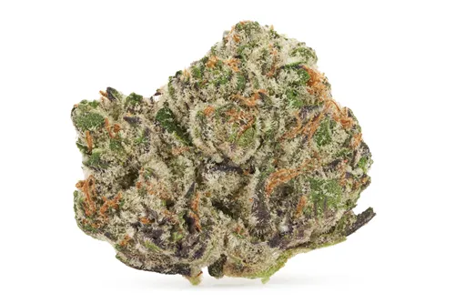 Crumbled Lime - 3Saints - Dried Flower