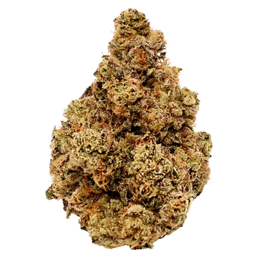 Product image of Gloc - LOT420 - Dried Flower