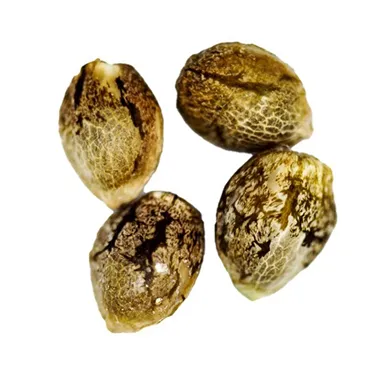 Product image of Charlotte's Diesel Seeds (Feminized) - CRG Pharma - Seeds