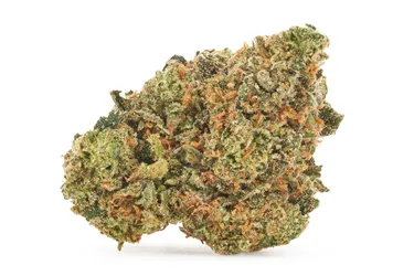 Product image of Bubblegum Marker - Carmel - Dried Flower