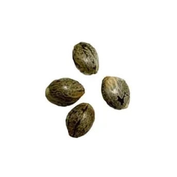 Product image of Northern Lights Autoflower Feminized - BOLD - Seed