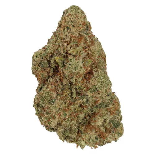 Product image of Big Apple - Carmel - Dried Flower