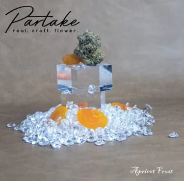 Product image of Apricot Frost - Partake - Dried Flower