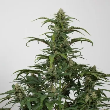 Product image of Harlequin CBD Feminized Seeds- Happy Valley Genetics