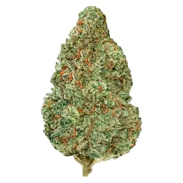 Product image of Chemzilla - Back Forty - Dried Flower