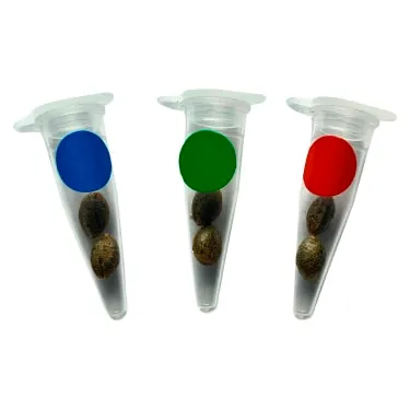 Product image of Green Rose Seeds | Crashed Out Cookies Multipack (fem Seeds) - Hybrid - 6 Pack