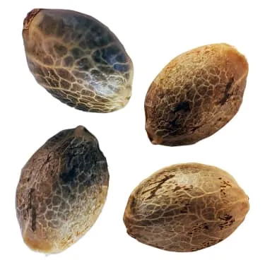 Product image of BC West Coast Feminized Seeds Variety 4 Pack - Weathered Islands