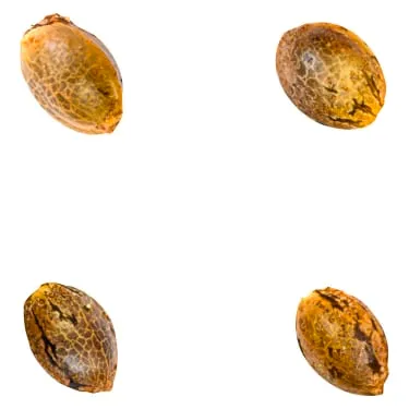 Product image of Green Rose Seeds | Crasher Breath (Fem Seeds) - Indica - 4 Pack Seeds