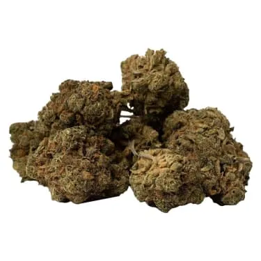 Product image of Sunflower - Violet Tourist - Dried Flower