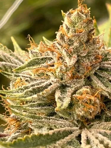 Product image of Seasonal Stash - GRASS MONKEYS PREMIUM CRAFT CANNABIS - Dried Flower