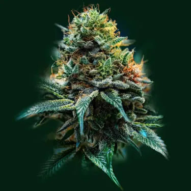 Product image of Deep Fried Cookie Dough - The Florist - Joints