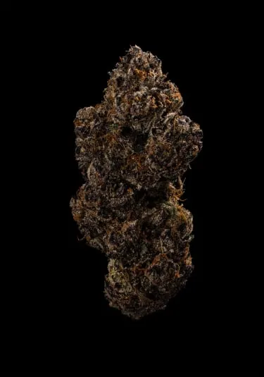 Product image of Bella Luna - Florakraft - Dried Flower