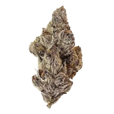 Product image of Draco - Florakraft - Dried Flower