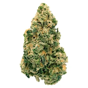 Product image of Galactic Jack - Back Forty - Dried Flower