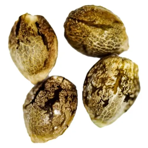 Product image of Black Domina Feminized Seeds - Camp River Cannabis - Seeds