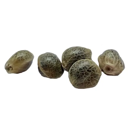 Product image of Garlic Chem Feminized Seeds - Weathered Islands Craft Cannabis