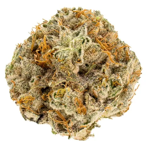 Product image of Reef Organic - Atlantic Glue