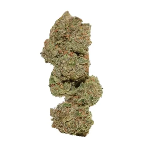 Product image of EVIDENCE - Bag Rntz