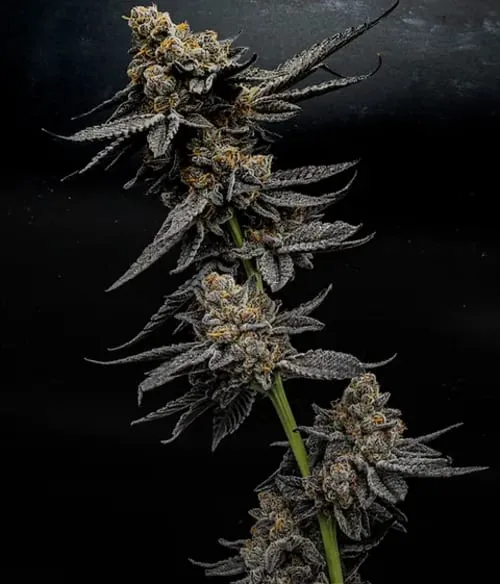 Product image of Limited Cultivar Series - Northside Grow Co - Dried Flower